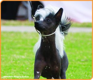 BA Chinese Crested Hairless and Powder Puff 300x257 1
