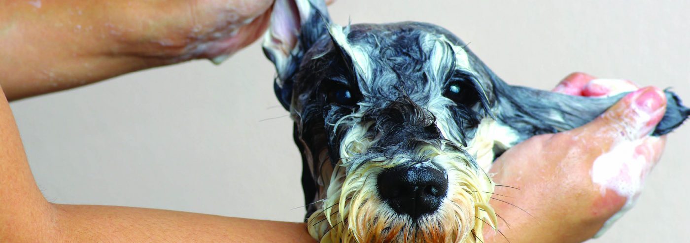 Dog Grooming Basics Plush Puppy