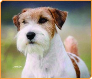 BA Jack Russell Terrier 300x257 1