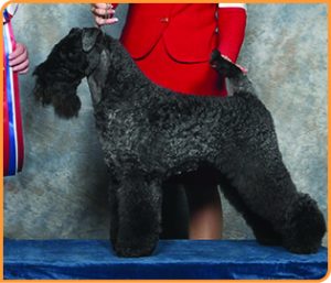 BA Kerry Blue Terrier 300x257 1