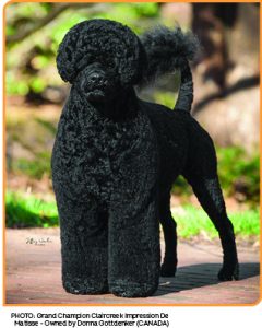 BA Portugese Water Dog 240x300 1