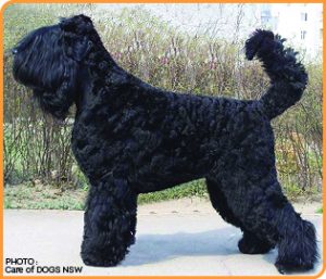 BA Russian Black Terrier 300x257 1