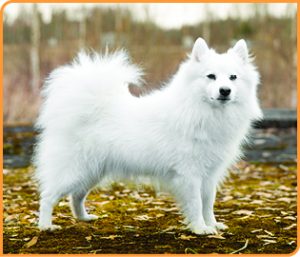 Breed Grooming Article Japanese Spitz 300x257 1