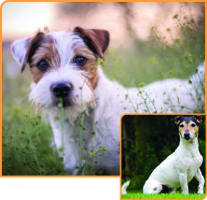 BA Parson Russell Terrier 300x290 1